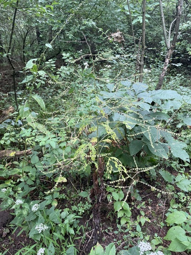 virginia stickseed