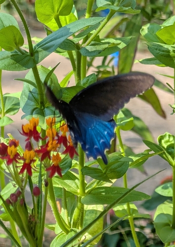 Pipevine Swallowtail