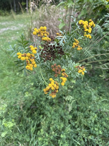 tansy