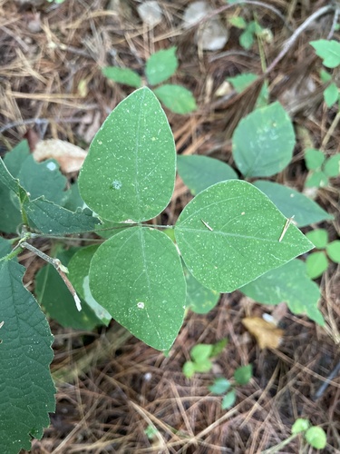 American hog-peanut