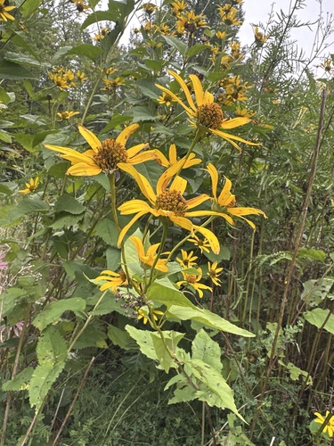false sunflower