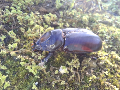 Oryctes latecavatus