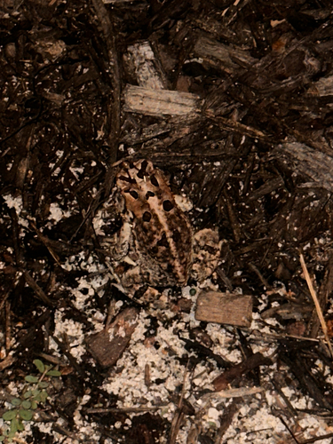Southern Toad