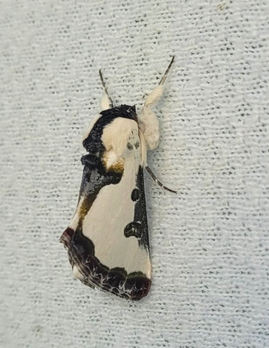 Wilson's Wood-nymph Moth