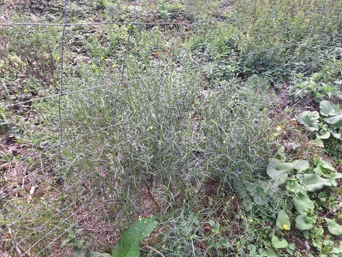 Narrow-leaved Ragwort