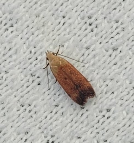 Anacampsis fullonella