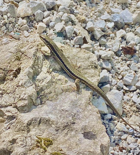 Common Wall Lizard