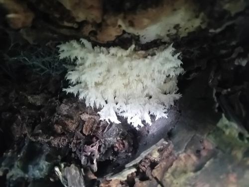 Coral tooth fungus