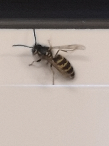 Common European Yellowjacket