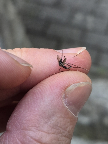 Asian Tiger Mosquito