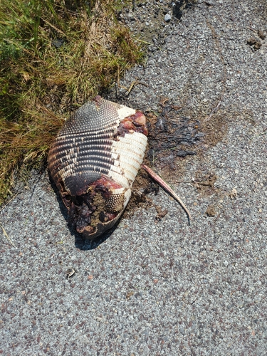 Mexican Long-nosed Armadillo