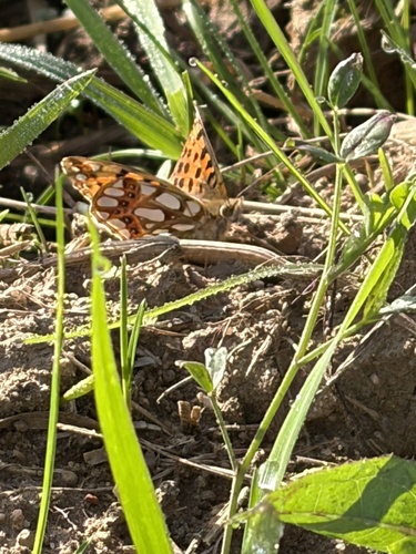 Queen of Spain Fritillary