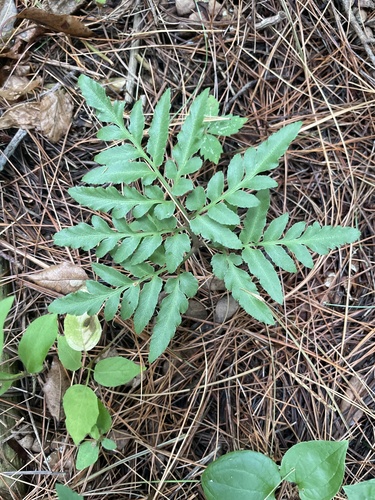 bronze fern