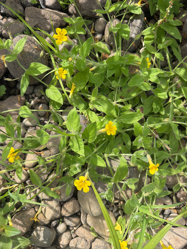 wing-leaf monkeyflower