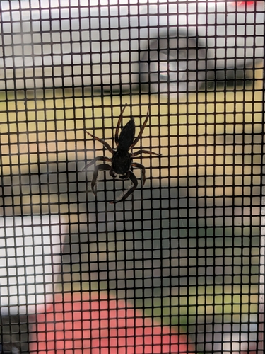 Tan Jumping Spider