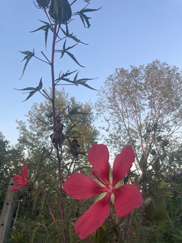 Scarlet Rosemallow