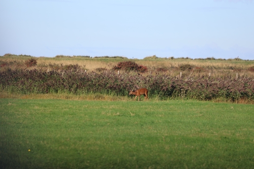 Western Roe Deer