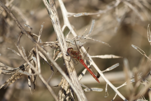 Common Darter