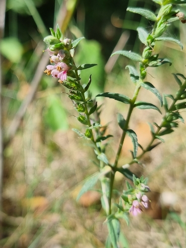 Red Odontites