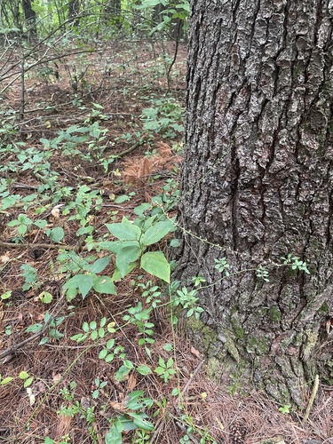 American jumpseed
