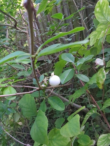 Common Snowberry