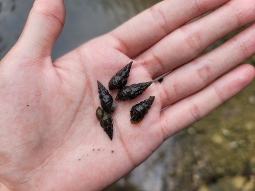 Semisulcospira gredleri