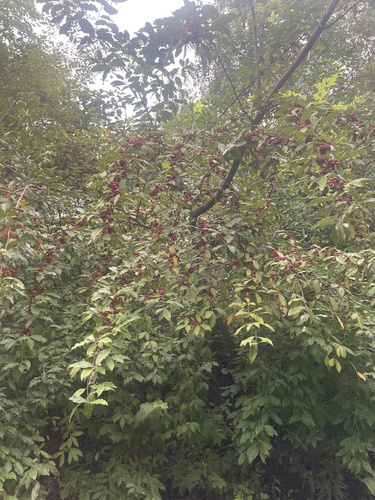autumn olive
