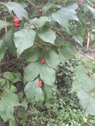 Amur honeysuckle