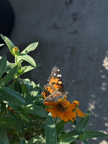 Painted Lady
