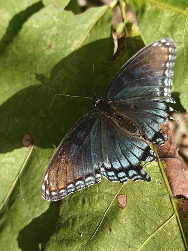 Red-spotted Purple