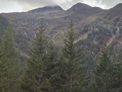 Norway spruce