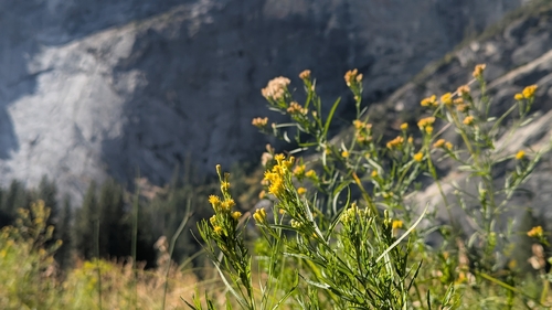 iNaturalist observation photo of western goldenrod