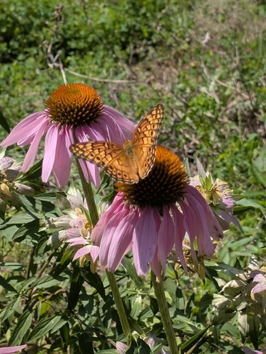 Variegated Fritillary
