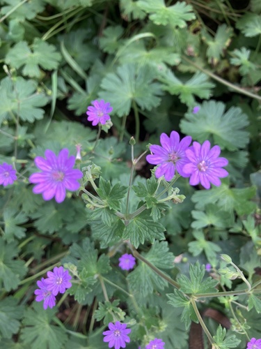 Hedgerow Crane's-bill