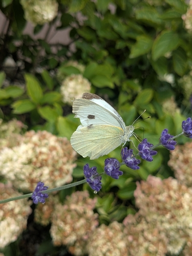 Large White