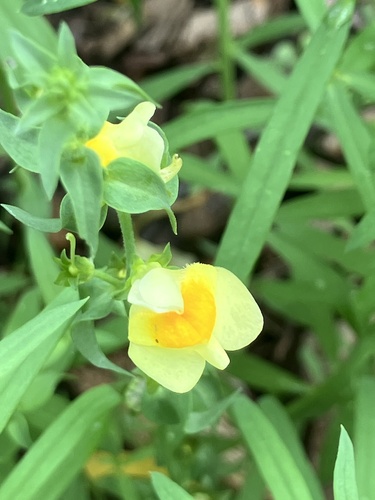 common toadflax