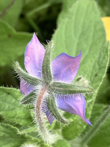 Borage