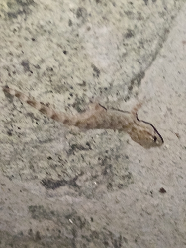 Moorish Gecko