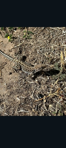 Long-nosed Leopard Lizard