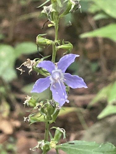 tall bellflower