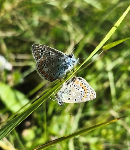 Common Blue