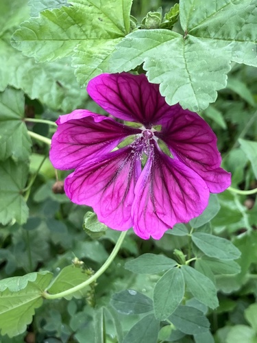 Common Mallow
