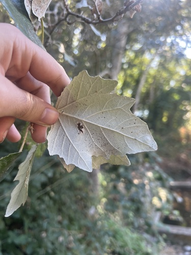white poplar