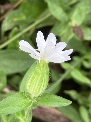 white campion