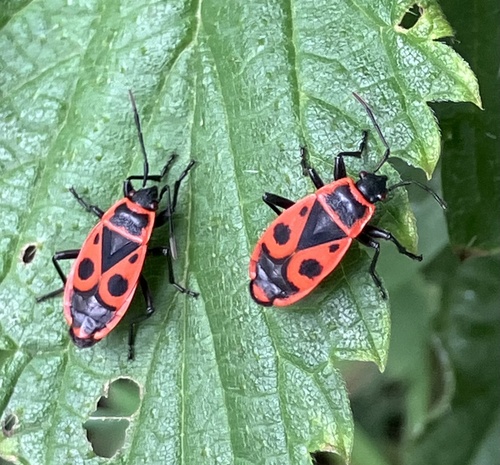 European Firebug