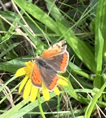 Small Copper