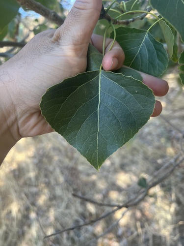Hybrid Black-poplar