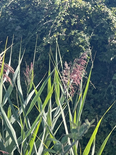common reed