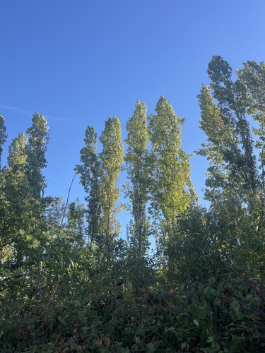 Lombardy Poplar