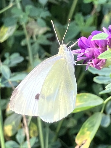 Small White